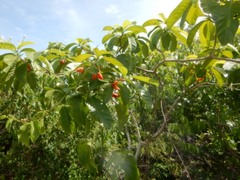 Tabernaemontana orientalis