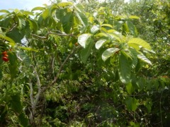 Tabernaemontana orientalis