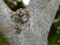 Tabernaemontana orientalis