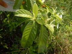 Tabernaemontana orientalis