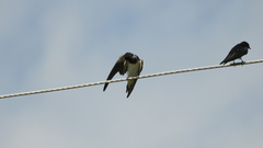 Hirundo rustica