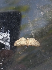 Eupithecia inturbata