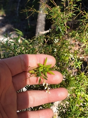 Leucopogon pimeleoides