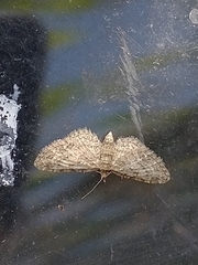 Eupithecia inturbata