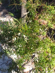 Leucopogon pimeleoides