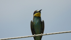 Merops apiaster