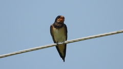 Hirundo rustica