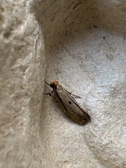 Tinea trinotella