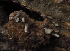 Propolis farinosa