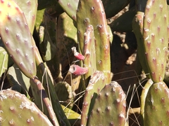 Opuntia bonaerensis