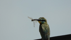 Merops persicus