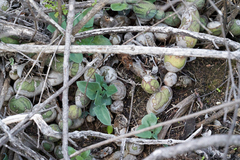 Baculellum articulatum