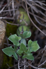 Baculellum articulatum