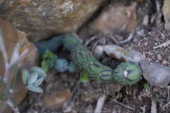 Baculellum articulatum