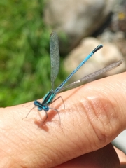 Platycnemis pennipes
