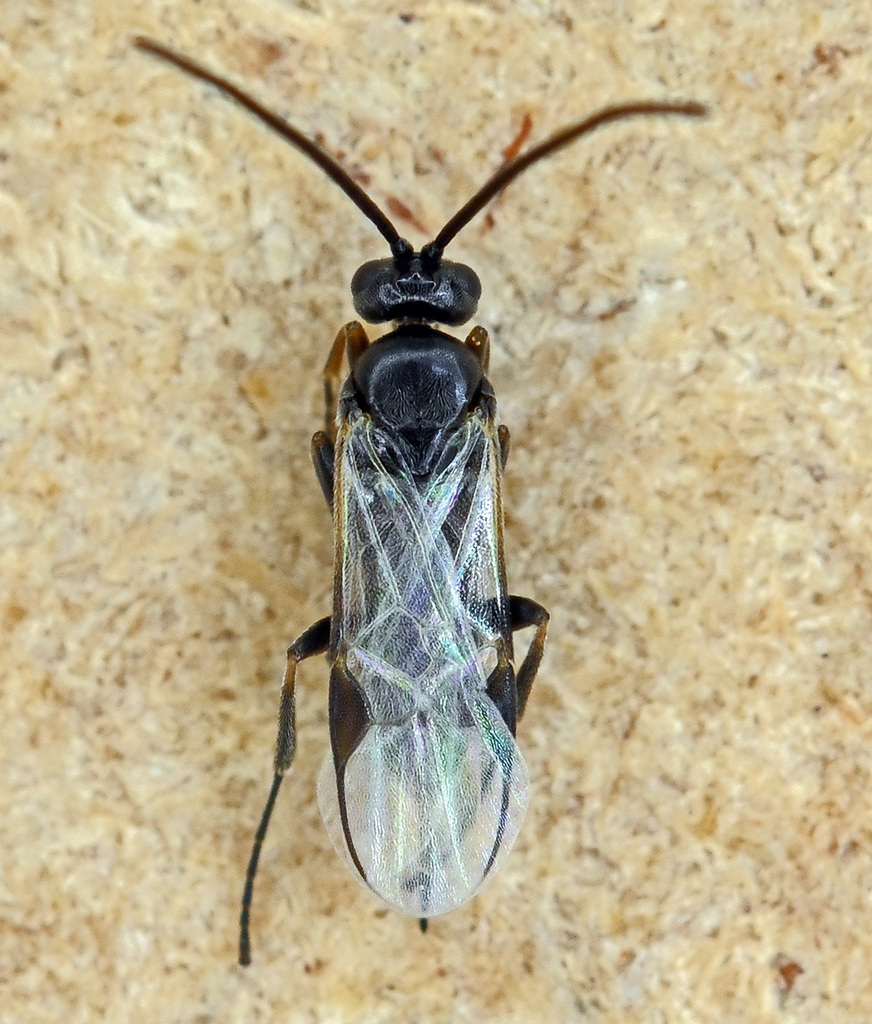 Dolichogenidea