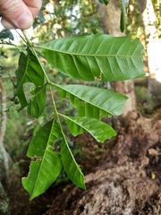 Dysoxylum fraserianum