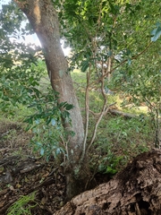 Dysoxylum fraserianum