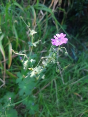 Geranium pyrenaicum