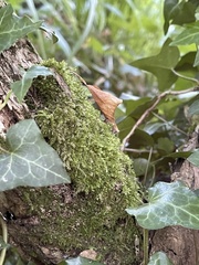 Rhynchostegium