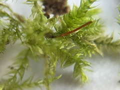 Rhynchostegium