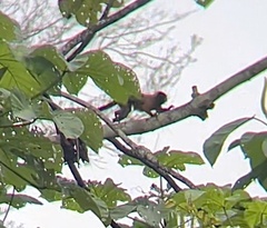 Saguinus tripartitus