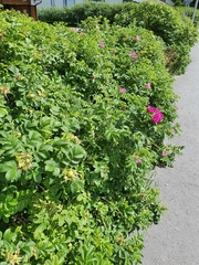 Rosa rugosa