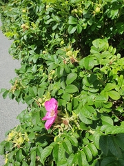 Rosa rugosa