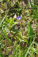 Pinguicula leptoceras