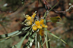 Grevillea refracta