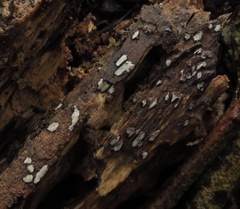 Propolis farinosa