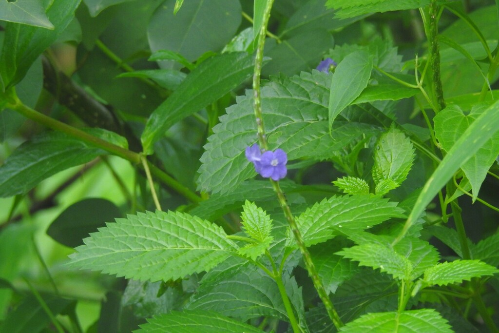 Stachytarpheta indica from Malappuram, Kerala, India on June 17, 2022 ...