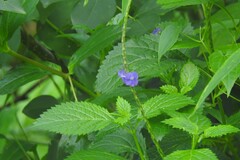Stachytarpheta indica