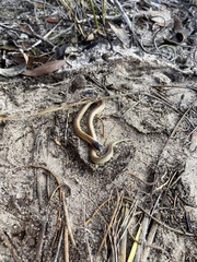 Suta nigriceps