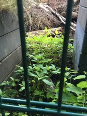 Impatiens parviflora