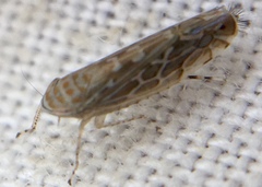 Paralimnus phragmitis