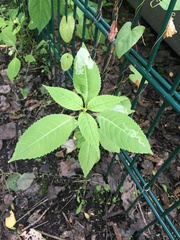 Impatiens parviflora