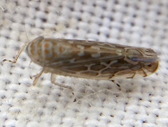 Paralimnus phragmitis