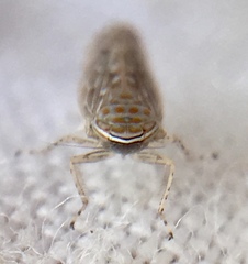 Paralimnus phragmitis