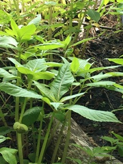 Impatiens parviflora