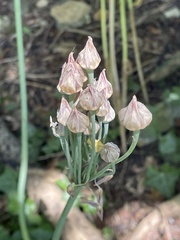 Allium siculum