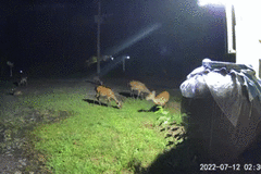 Cervus nippon nippon