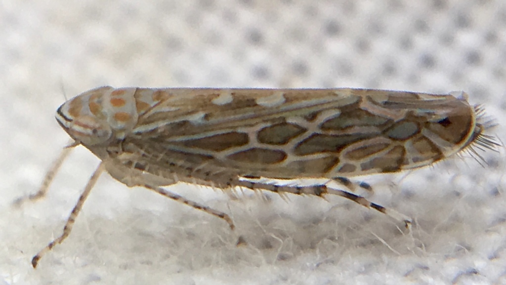 Paralimnus phragmitis