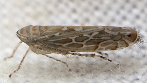 Paralimnus phragmitis