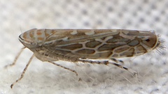 Paralimnus phragmitis