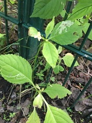 Impatiens parviflora