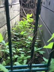 Impatiens parviflora