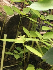Impatiens parviflora