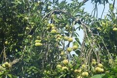 Garcinia gummi-gutta