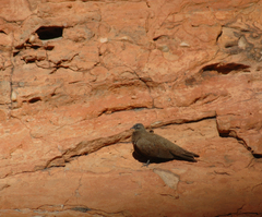 Petrophassa albipennis